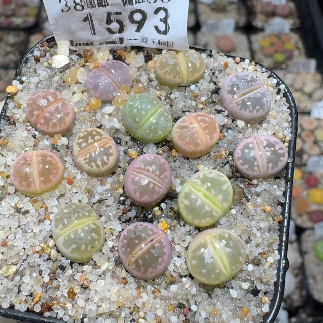 Zzz小黄车里捡漏啦1593