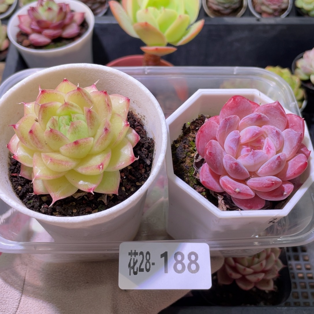 花利美28-188麦秆➕精选糖心