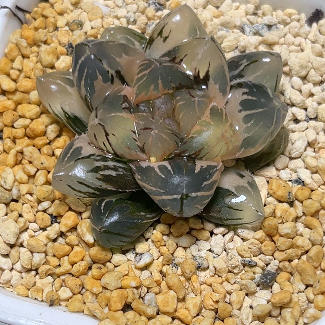 十二卷多肉1544om