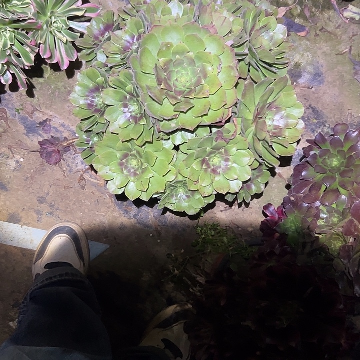 不包侧枝一物一拍47