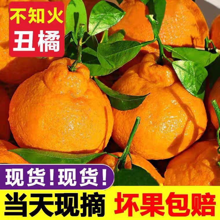 正宗四川不知火丑橘耙耙柑新鲜水果现摘现发爆甜多汁果农直发水果