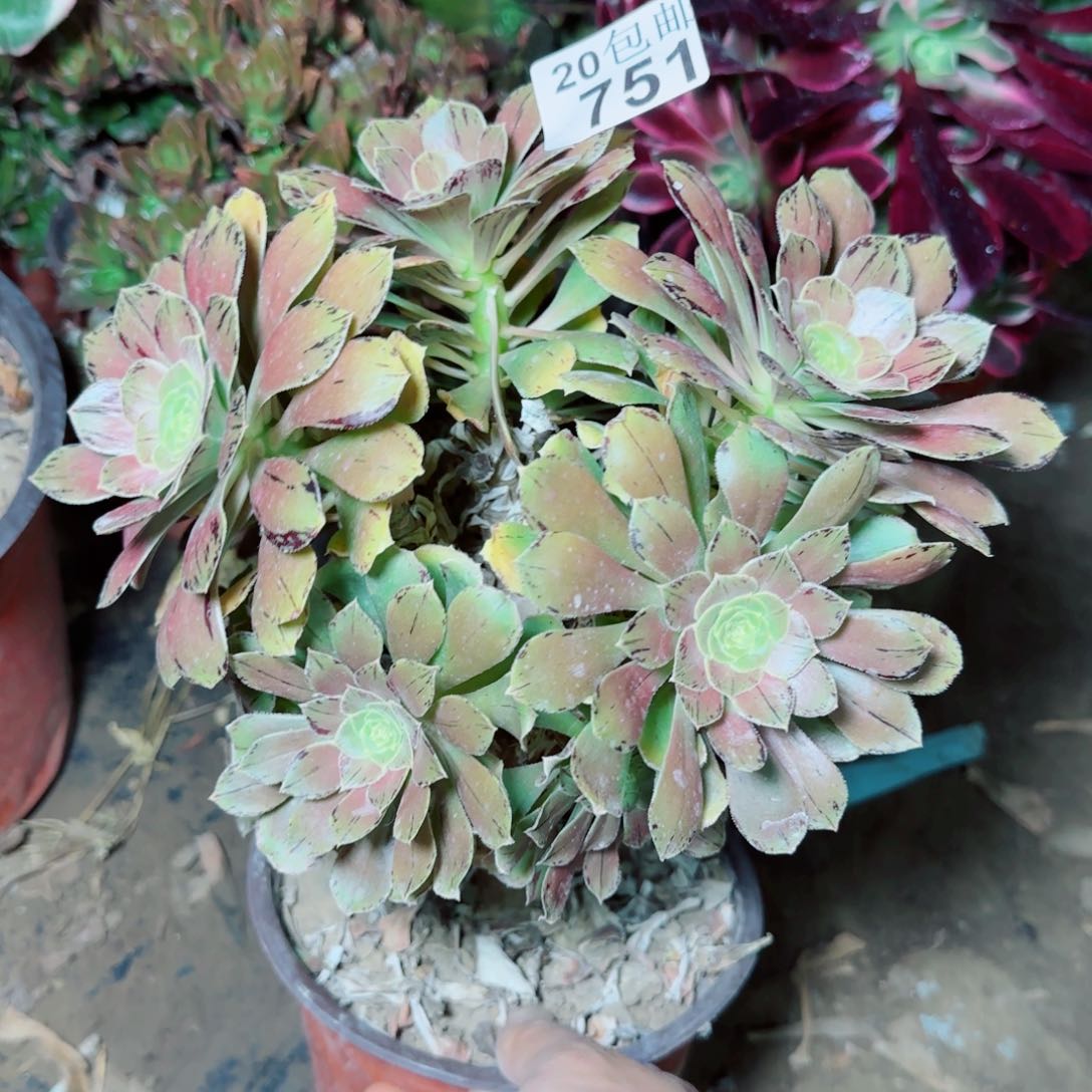 金缕多肉751满20包邮断枝不包