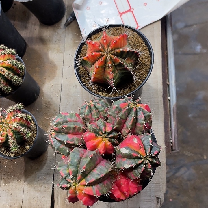 茶****鱼仙人球好好看好漂亮90