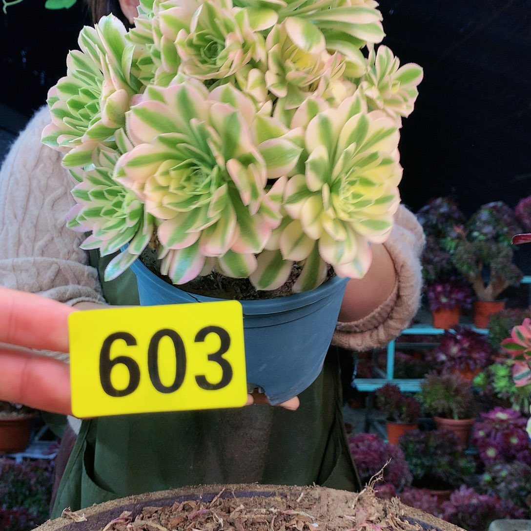 柒哥多肉法师不包侧断枝603