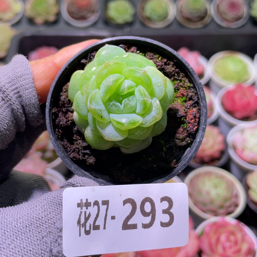花利美27-293珍妮
