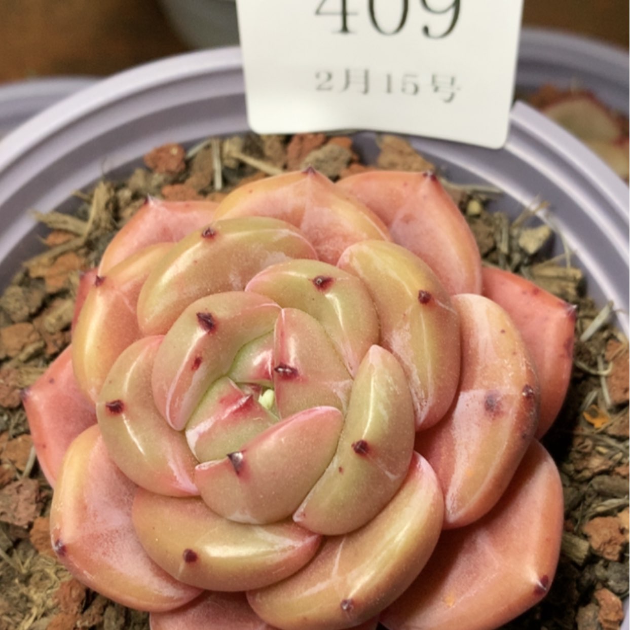 【闪购商品】云409