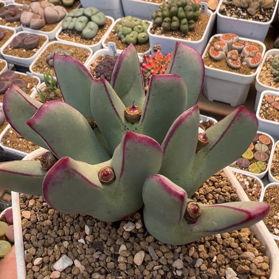 66多肉植物百科植物