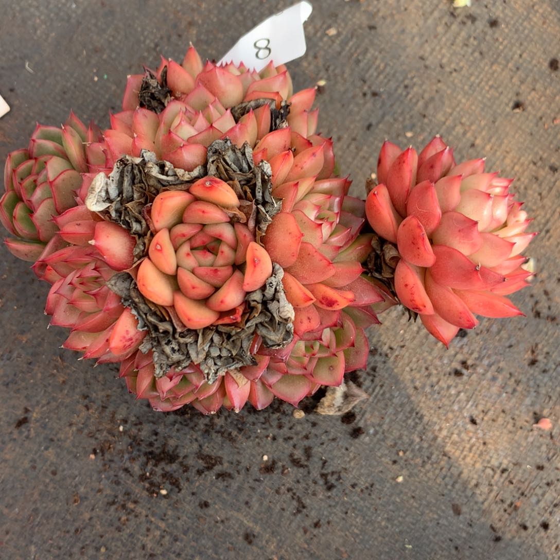 8杂交多肉老桩15包邮