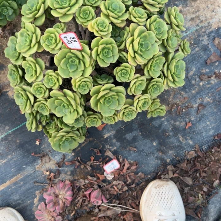 小***哥百合丽丽多肉法师不包损68