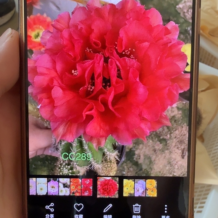 清库存彩草侧芽歪cc289