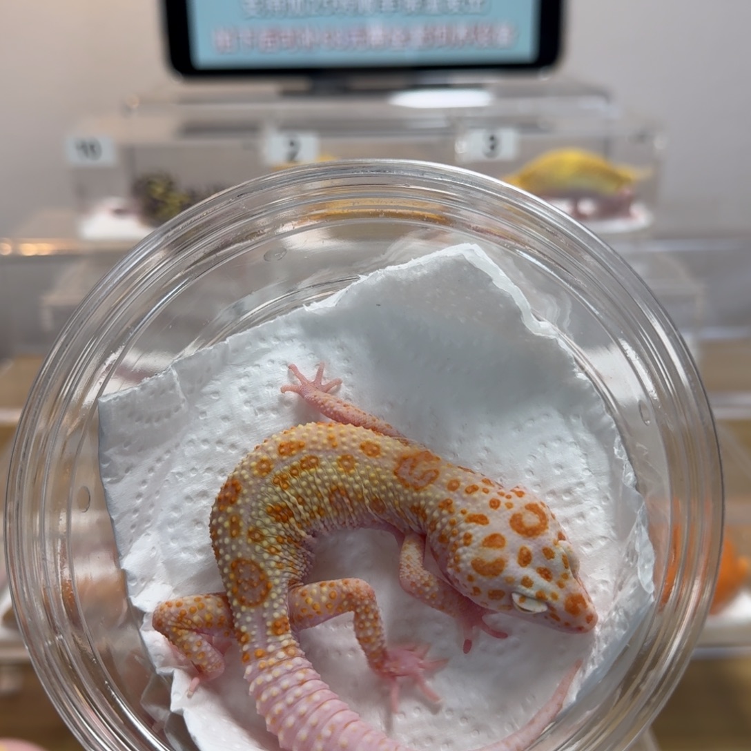 豹纹守宫红眼暴龙迷弟弟