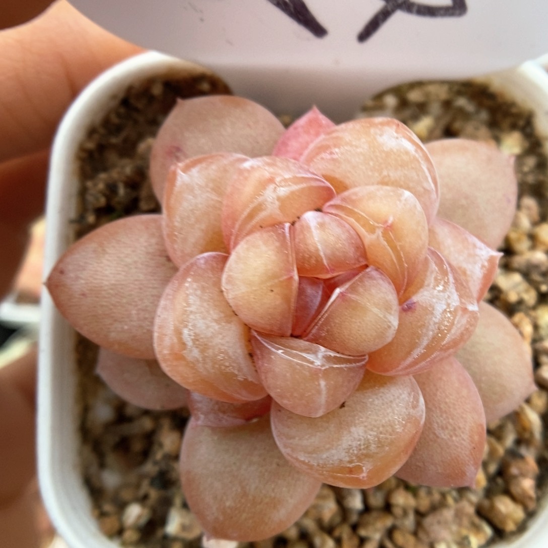 伊人泪可拍554号。    