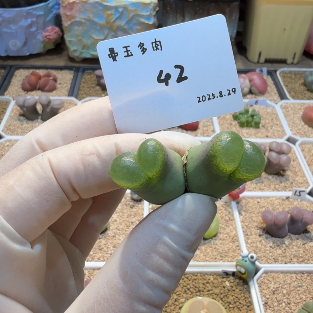 蛋***蛋多肉多肉多肉8.29-042 香蕉1810.1