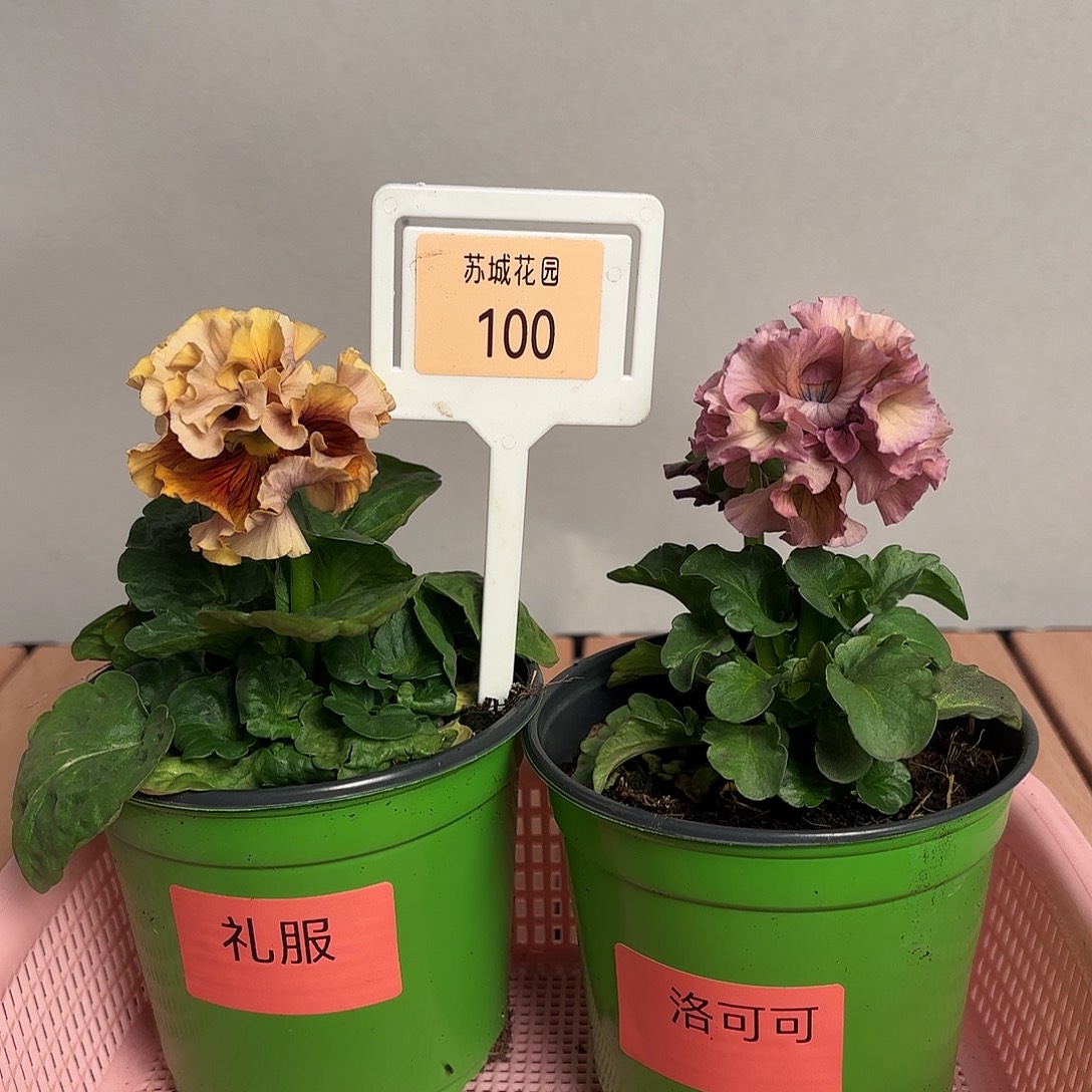 大部分开放少量花苞100