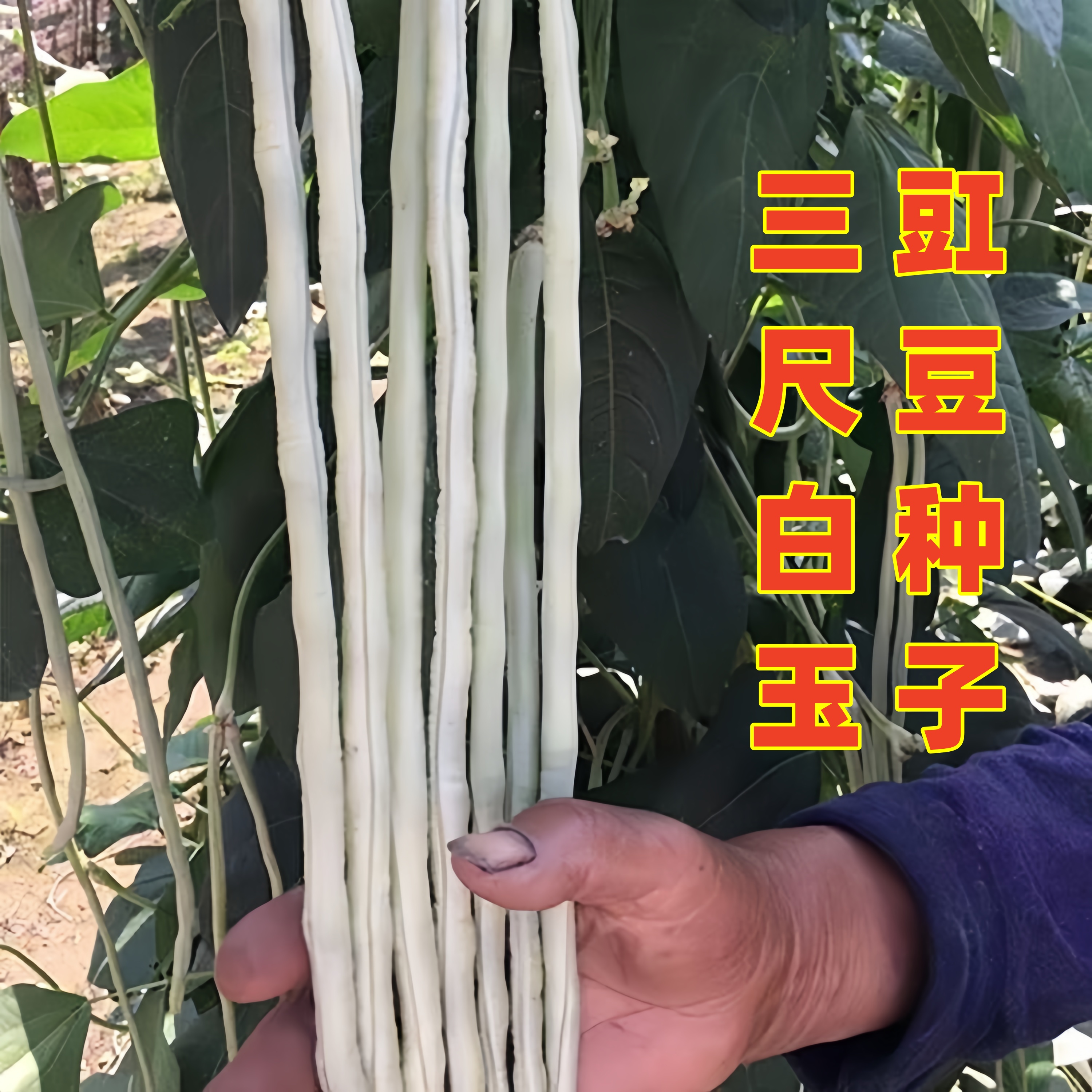 【满五包包邮】白豇豆种子三尺白玉豇豆春夏秋季农家蔬菜孑