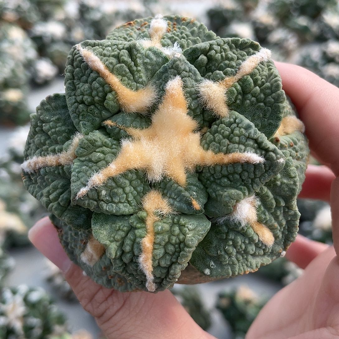 自根龟哥福利福利