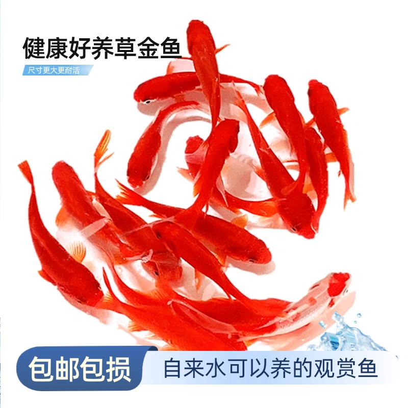 【精品草金鱼7-9厘米】健康好养耐活红金鱼冷水金鱼观赏鱼新奇宠物