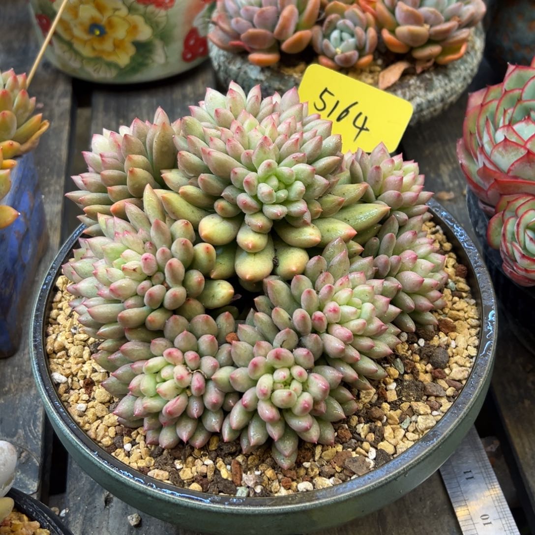 凯***e二代虞美人5164号一物一拍