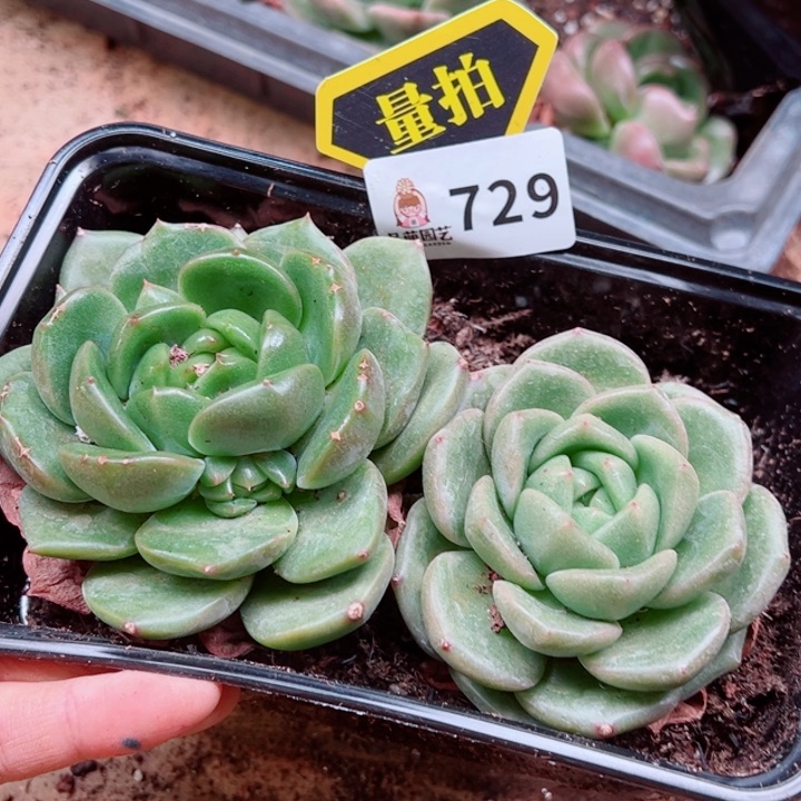 多肉植物多肉植物