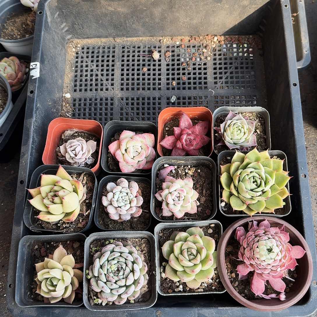 满20包邮零下拍保温箱65号筐无售后