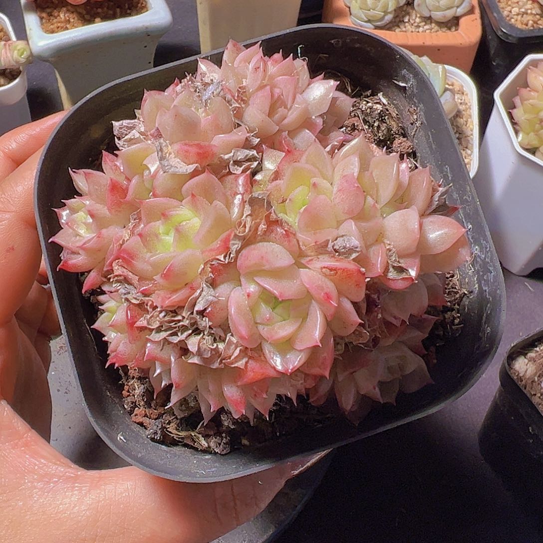 格*新品，多肉植物