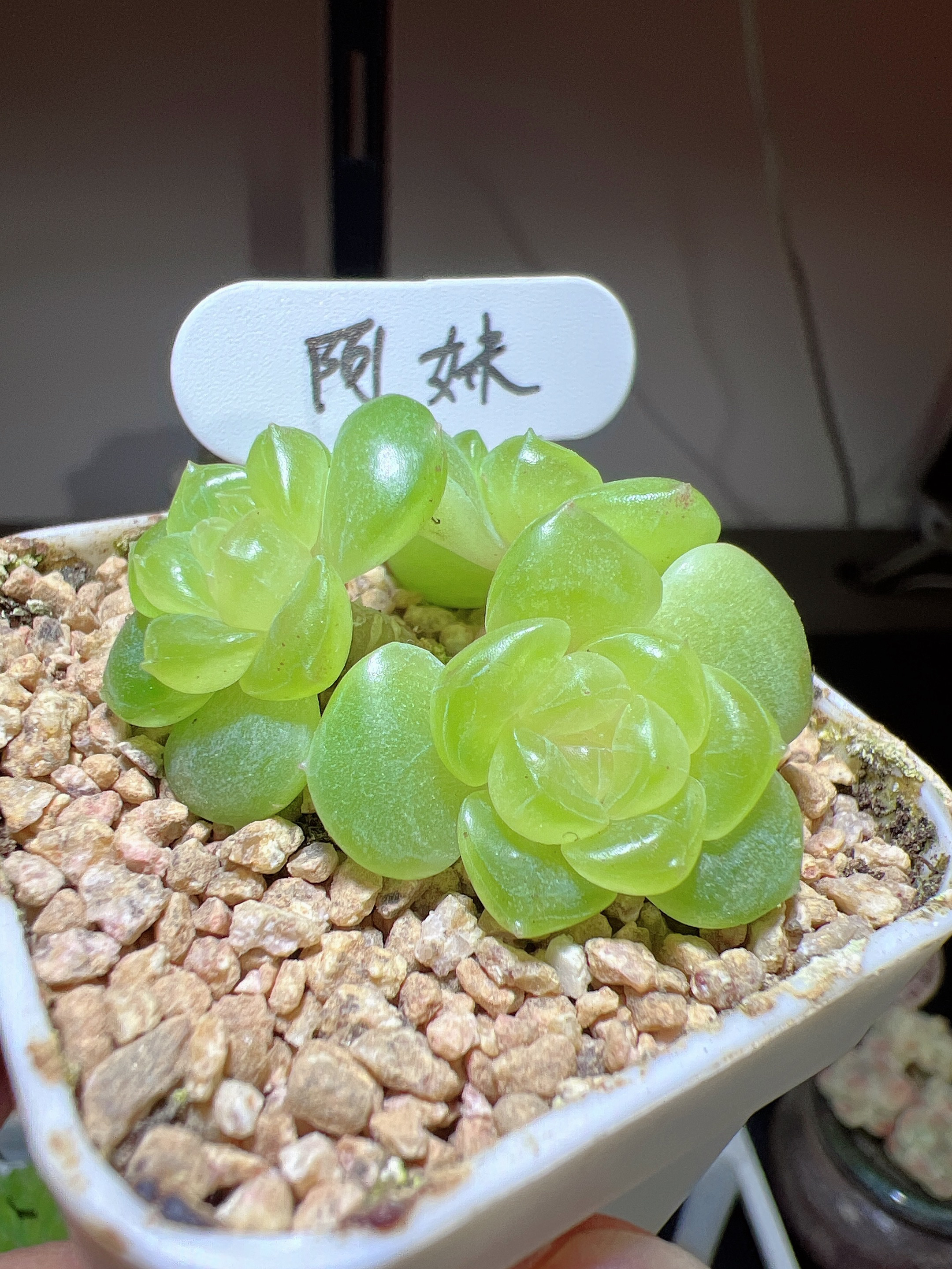 阿妹甜心 模特图