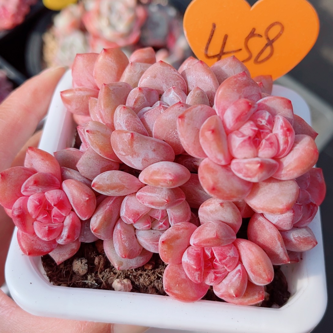 458号老桩石榴籽星影群