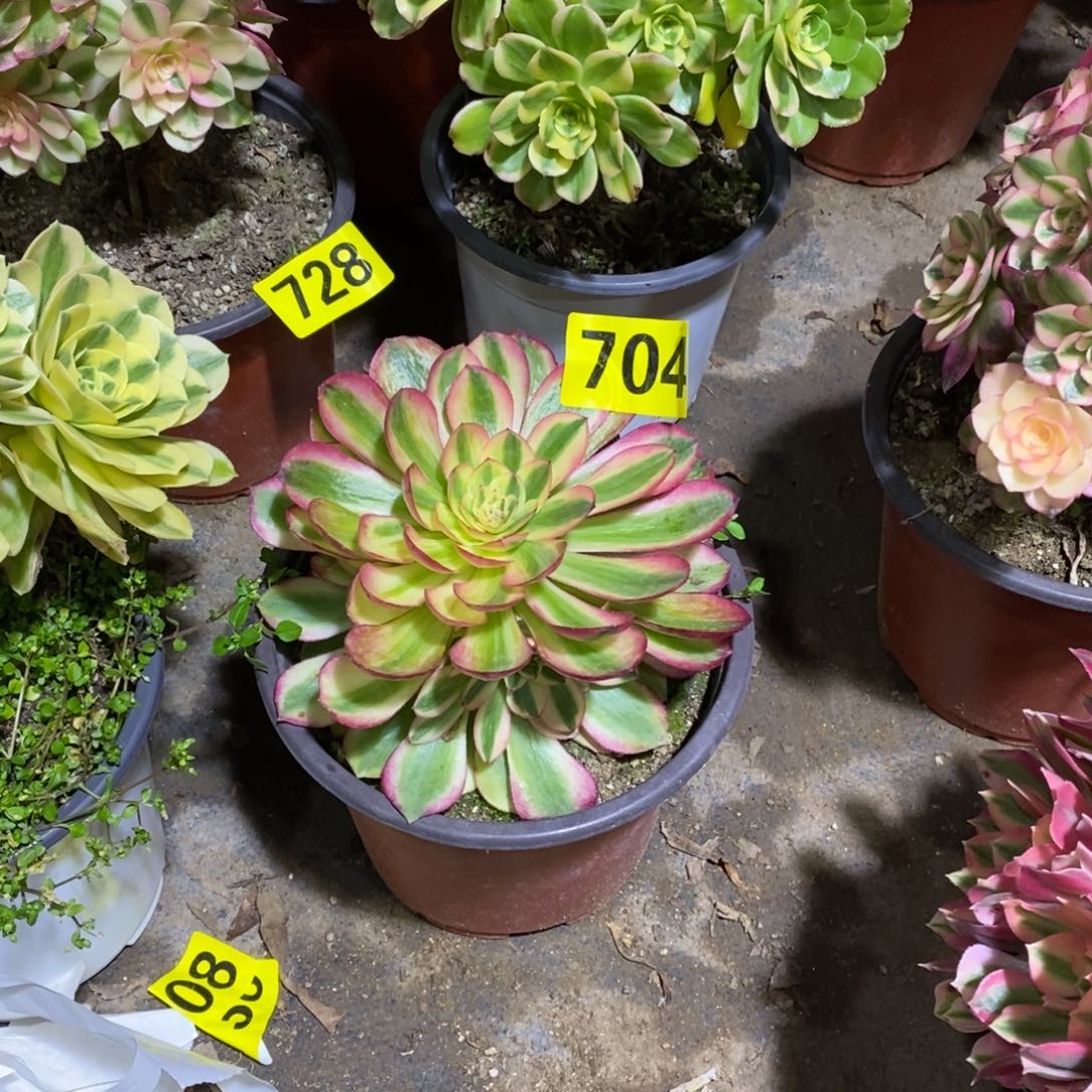 青城嫩庄704多肉法师704