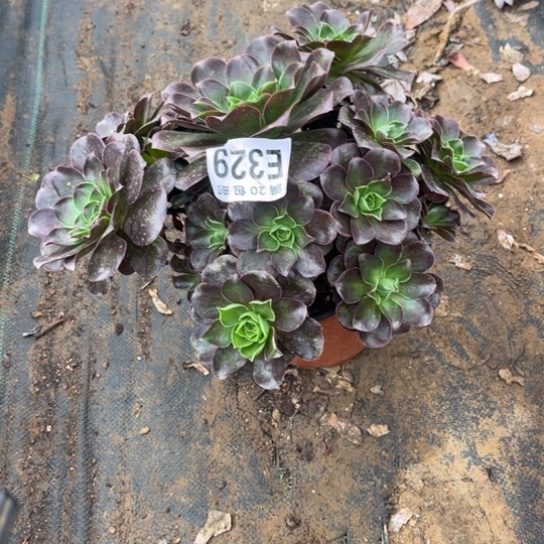 329枚金玫瑰不包断枝