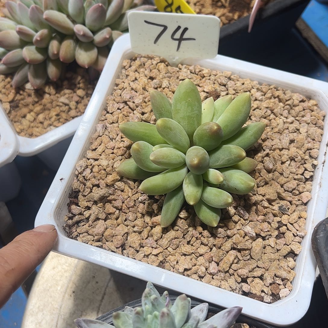 麒麟美人多肉植物