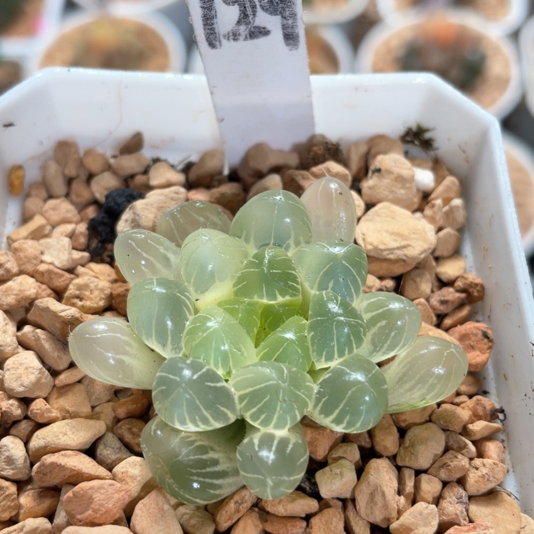 129糊斑冰灯锦。         