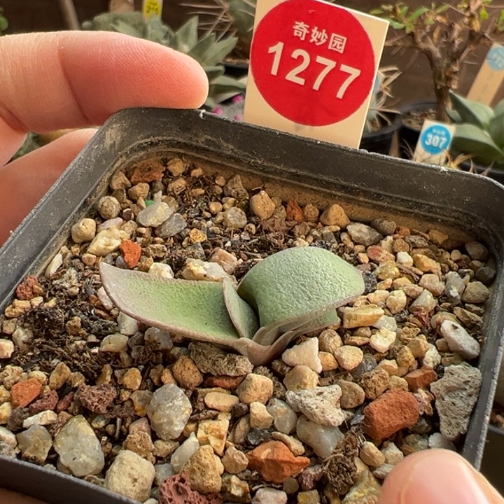 白密尤卧牛一棵33588