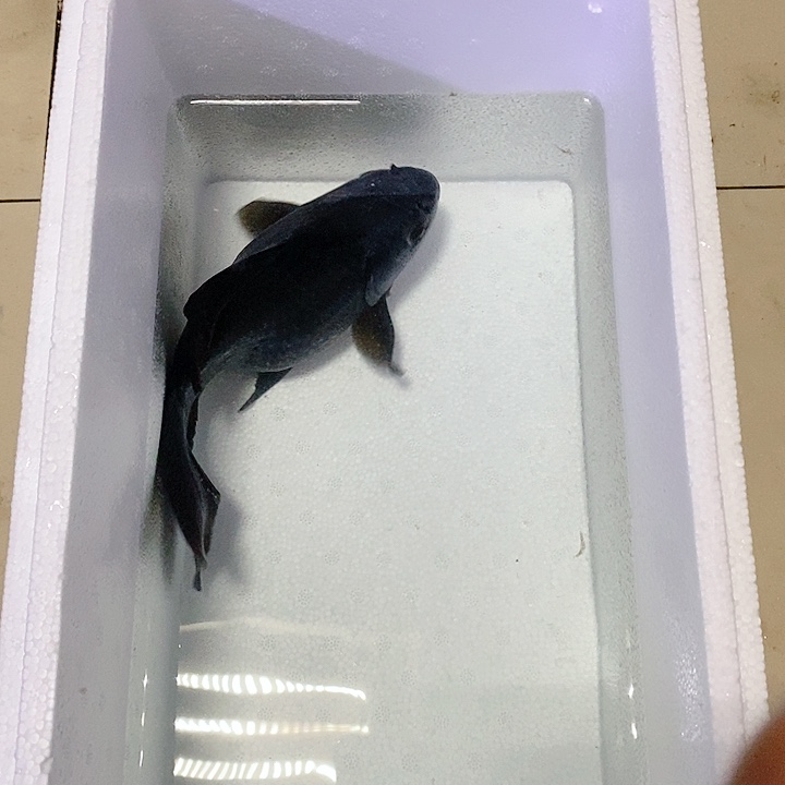 倾***君海水鱼墨蝶蝴蝶一条