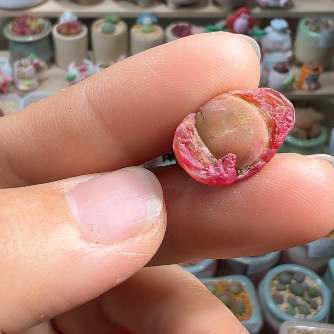 多肉植物211号吕氏