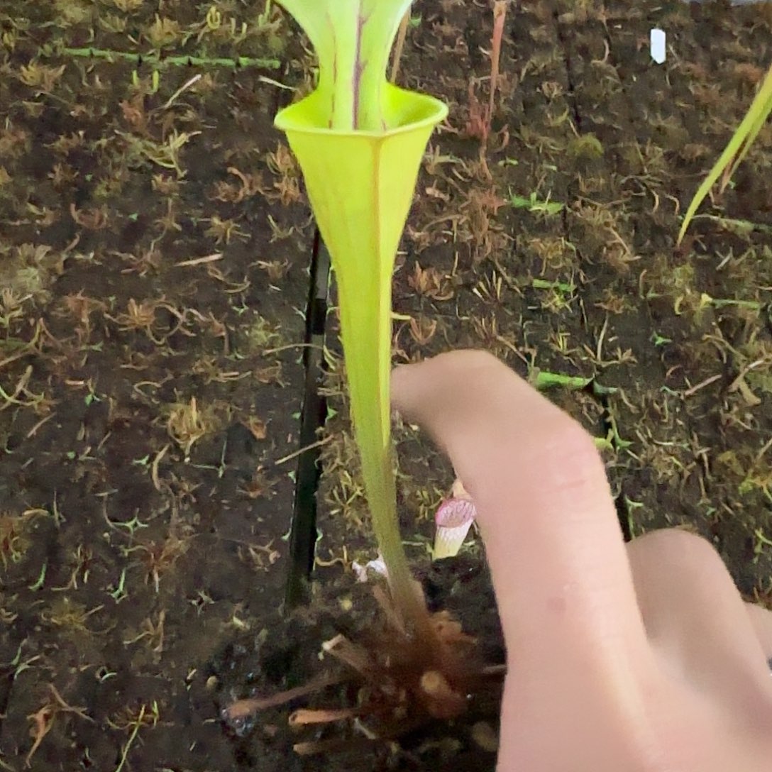 无花朵专拍瓶子草