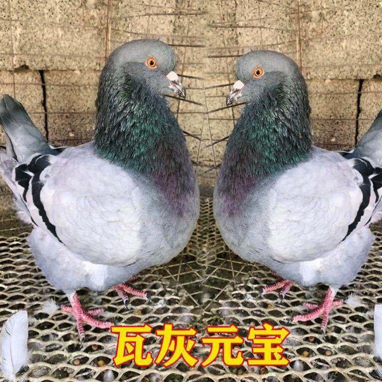 元宝圆环种鸽一对鸽子用品