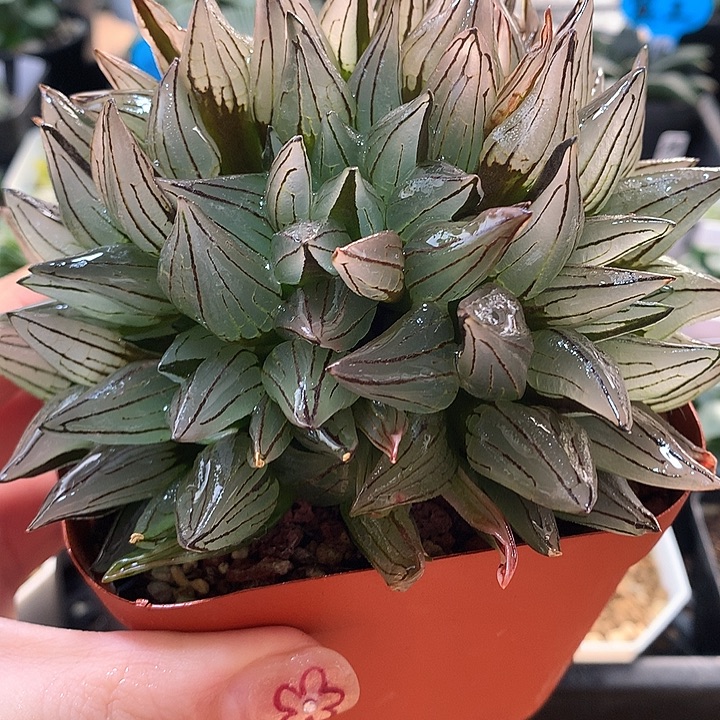 5号群生西瓜寿一物一拍