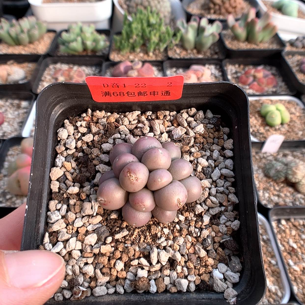 【闪购商品】1-22-2 紫葡萄一群 35