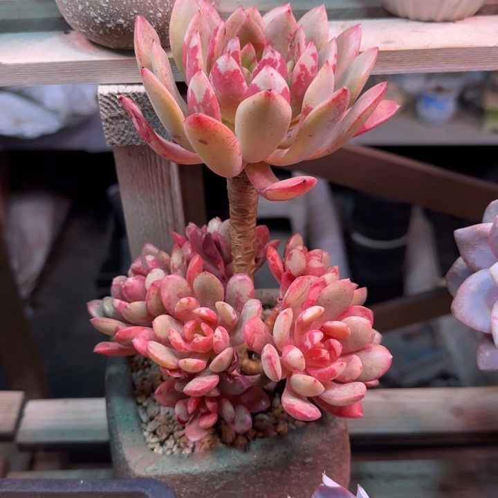 花旦chouxijujinjin