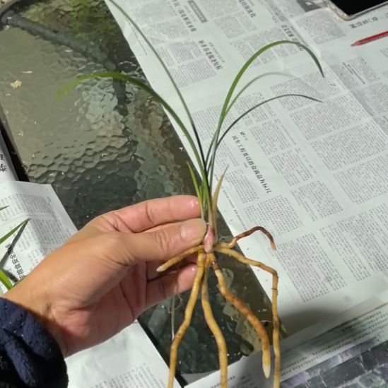 完全开放中东红素龙头苗