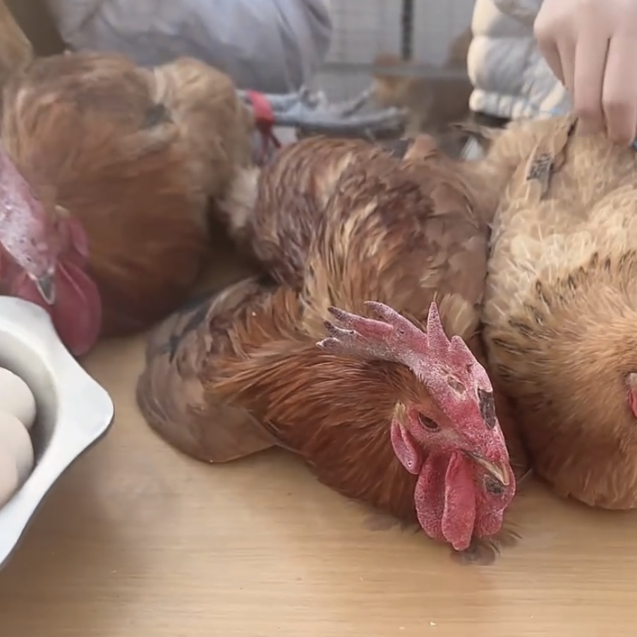 【淑山助农】农户散养两年以上公鸡一物一码现宰现发