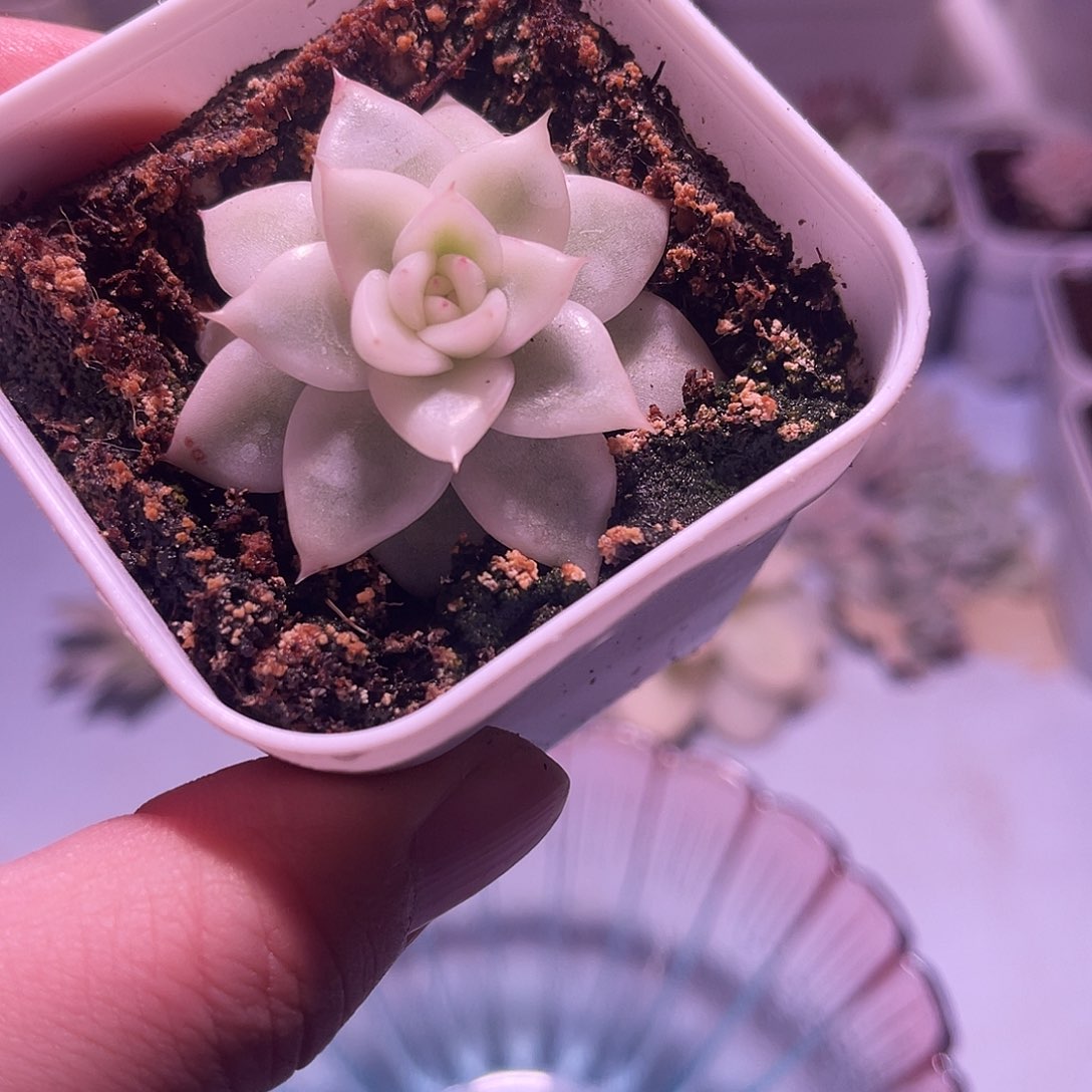 篝火锦植物一物一拍