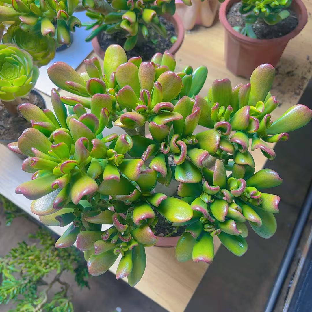 精品·大叶·招财·新手入门级多肉盆栽新手好养南方北方可养