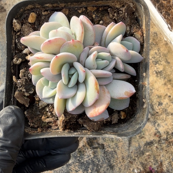 10厘米左右一物一拍的的一物一拍