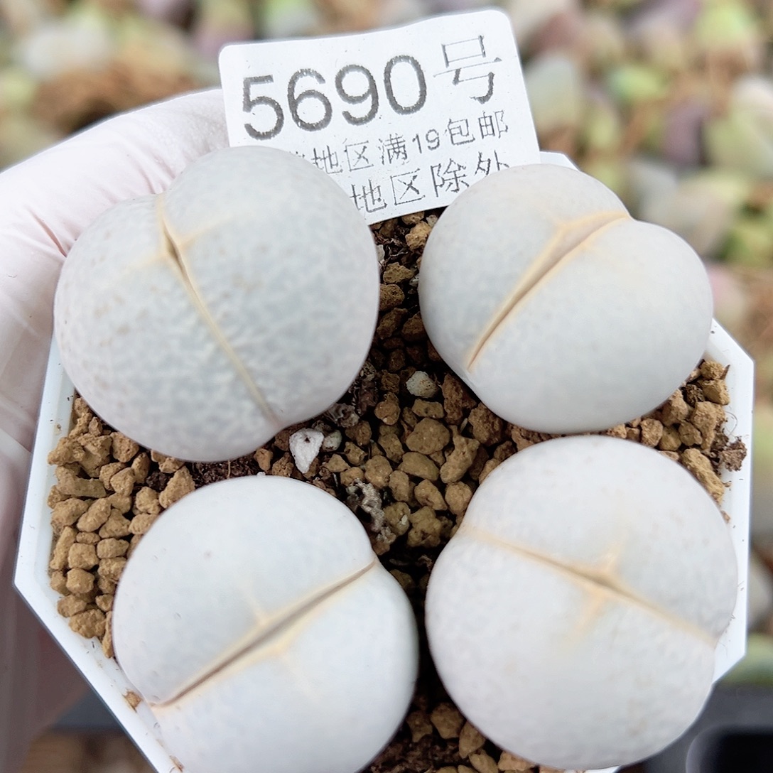 5690四年高尔夫四个2.6cm左右