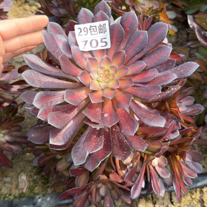 黑痛中班……多肉植物……
