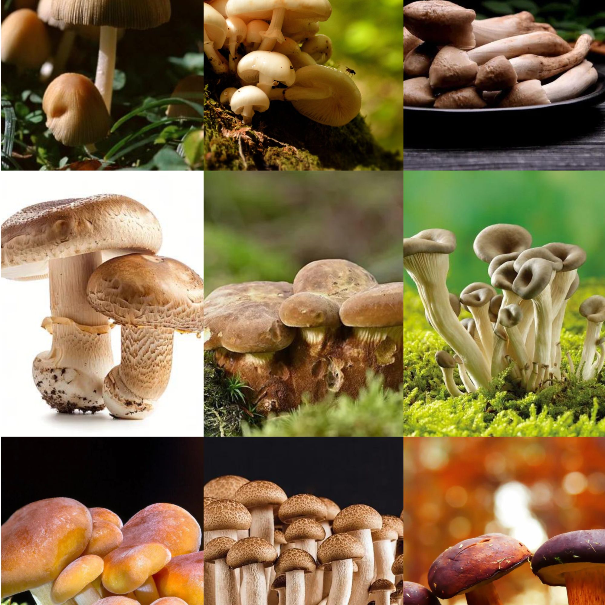 1【客-服-链-接勿-拍】净含量：500g【小英现收】