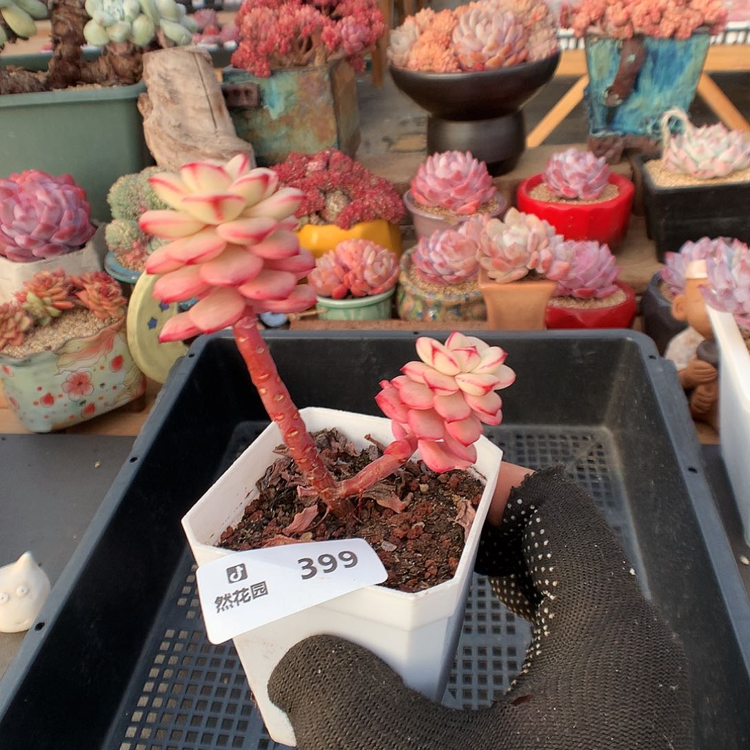 399探戈锦多肉植物666
