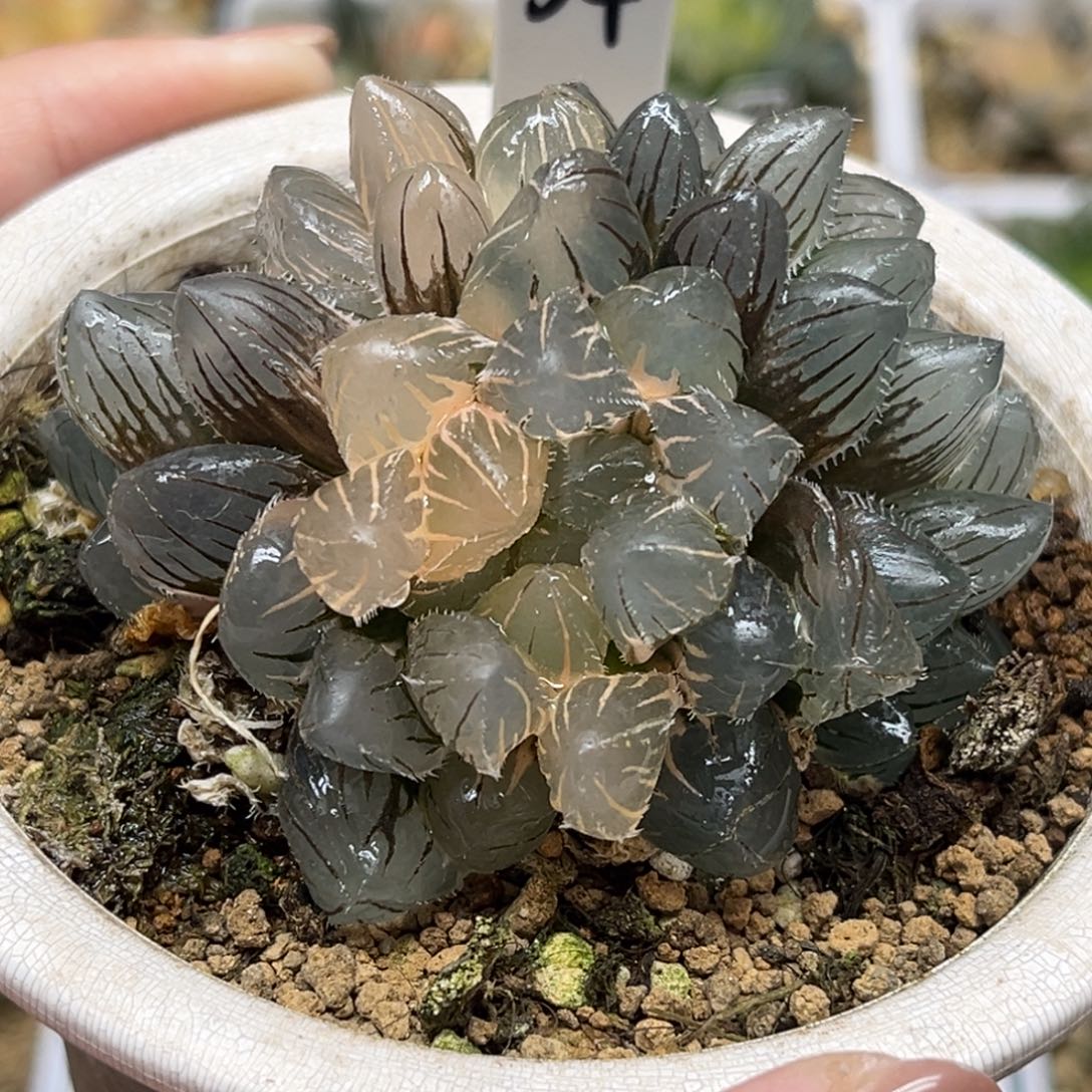 34群生冰灯毛玉露锦福利专场