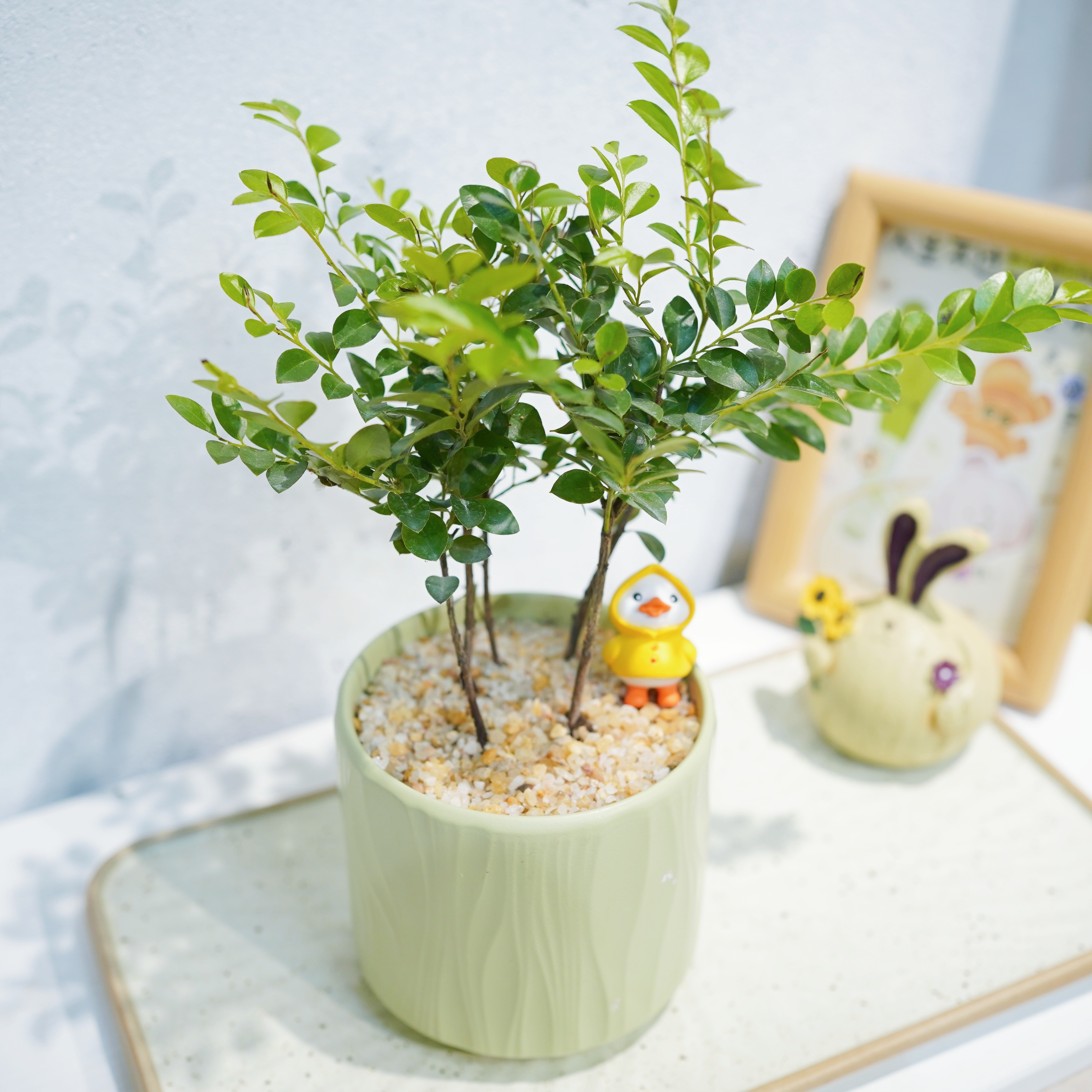 紫檀滴水观音丛林桩开花植物室内客厅办公室绿植花卉盆栽可爱